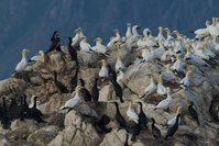 Cormorants and gannets near Mosken, Lofoten