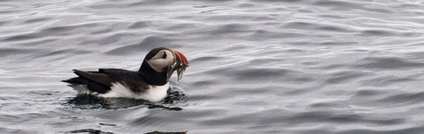 Puffin with catch (1068 x 424)