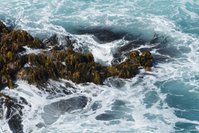 Kelp on the Australian south coast
